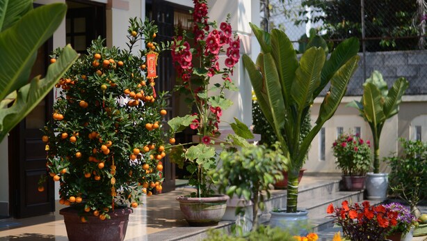 A courtyard with potted plants and a variety of flowers. - Han Thuyen Homestay (Da Nang)