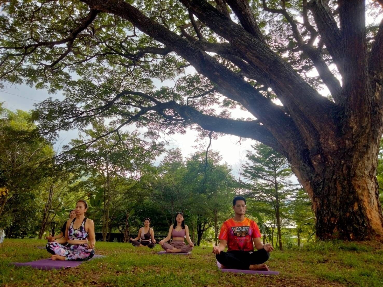 Three people meditating on yoga mats under a large tree in a park.