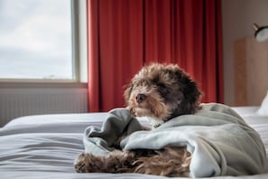 Skrifborð, vinnuaðstaða fyrir fartölvur, straujárn/strauborð
