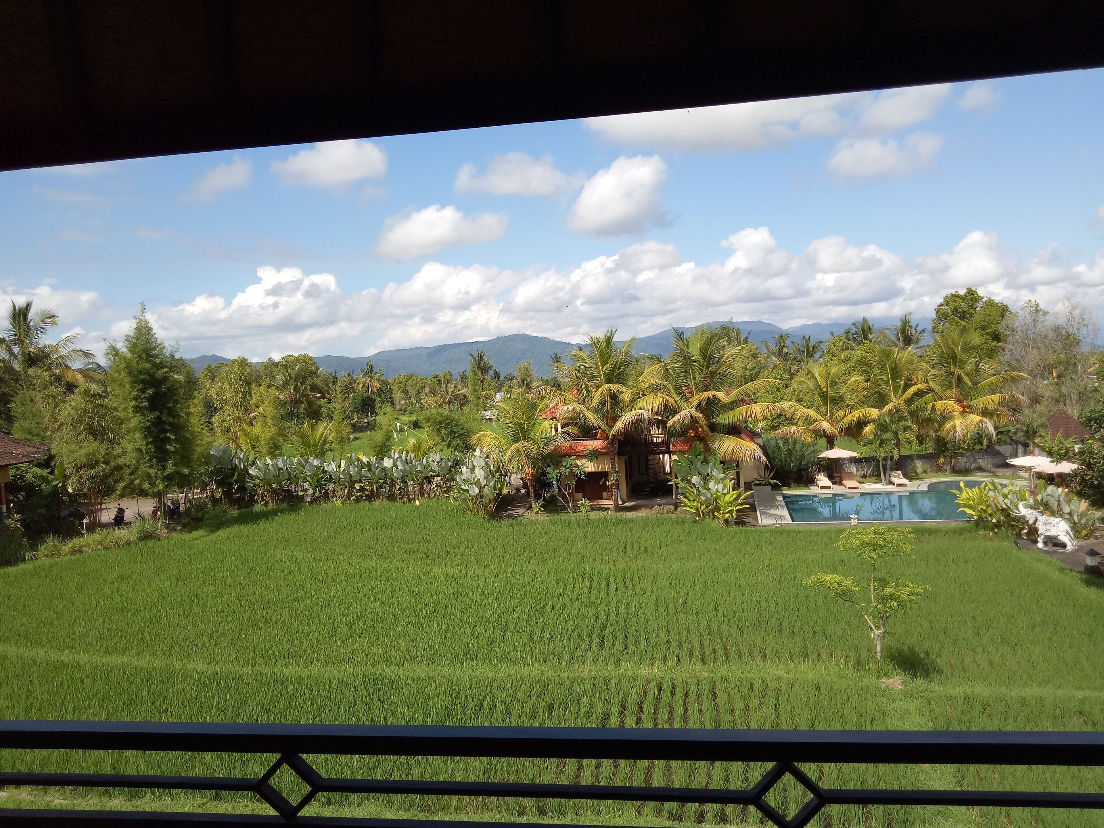 A lush green field with a pool and a thatched-roof structure.