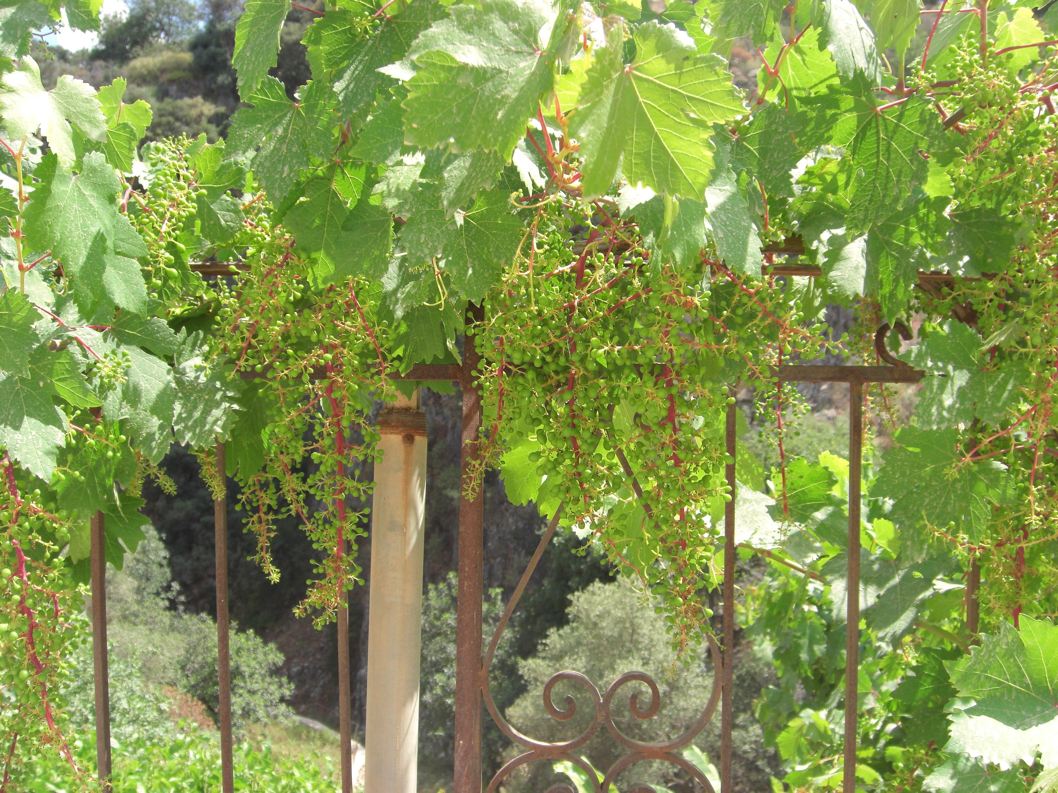 apartment, 1 bedroom, balcony, mountain view (katerina) | garden