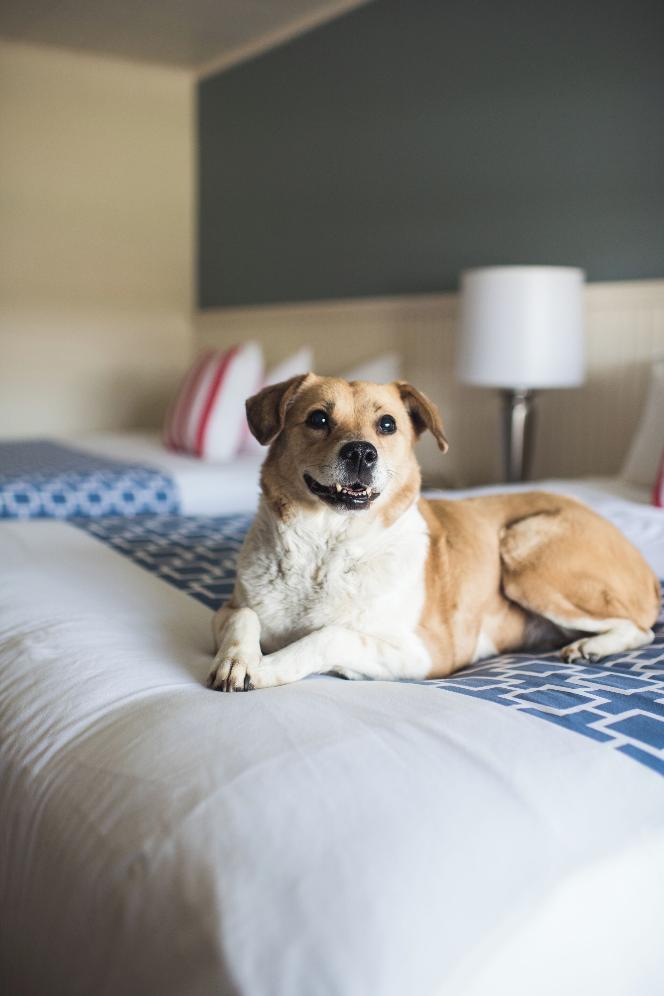 Een hond ligt op een bed met een bedsprei met patroon, een lamp en kussens op de achtergrond.