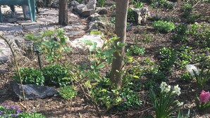 A garden with various plants and flowers, a stone pathway, and a green bench. - Pring Guesthouse - Hostel (Hamilton)