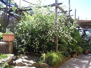 A garden with a variety of potted plants and a wooden structure. - Casale Nunziatina (Sorrento)