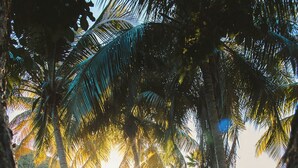 A hammock between palm trees with a building in the background.