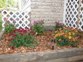 Cama de jardín con flores rojas y anaranjadas, acolchado y un poste de madera.