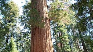 A large tree with a thick trunk surrounded by smaller trees.