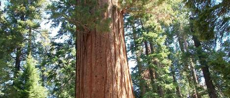 Un albero imponente con un tronco robusto, circondato da alberi più piccoli.
