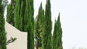 A building with a reception area, surrounded by a garden with lavender plants and tall cypress trees.