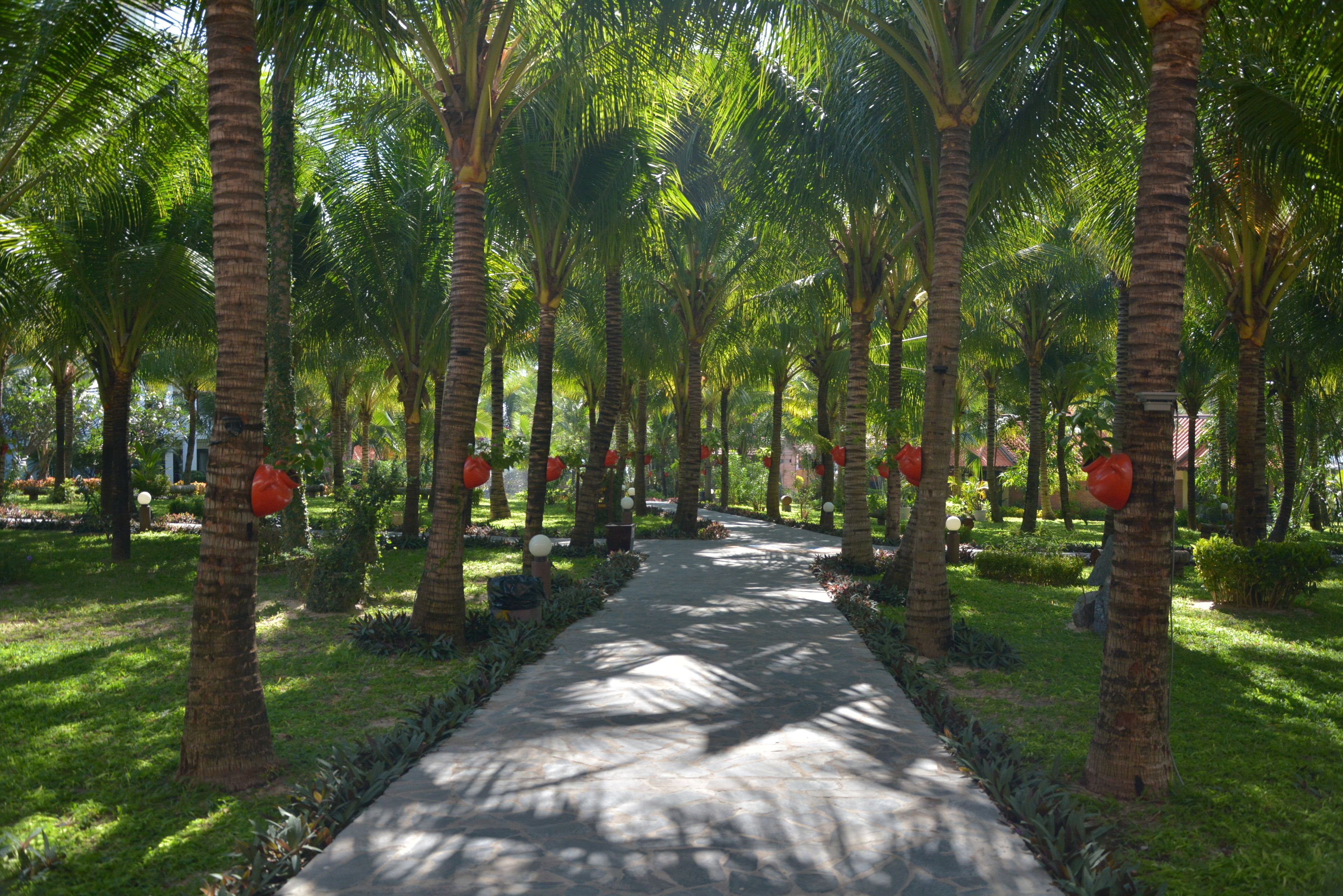 A pathway lined with palm trees and red spherical decorations, leading through a lush garden area.
