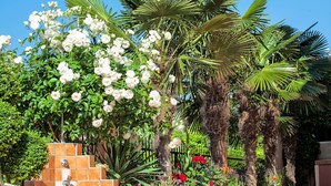 A garden with white flowers, palm trees, and a brick wall. - Casa Di Mare Poseidon (Katerini)