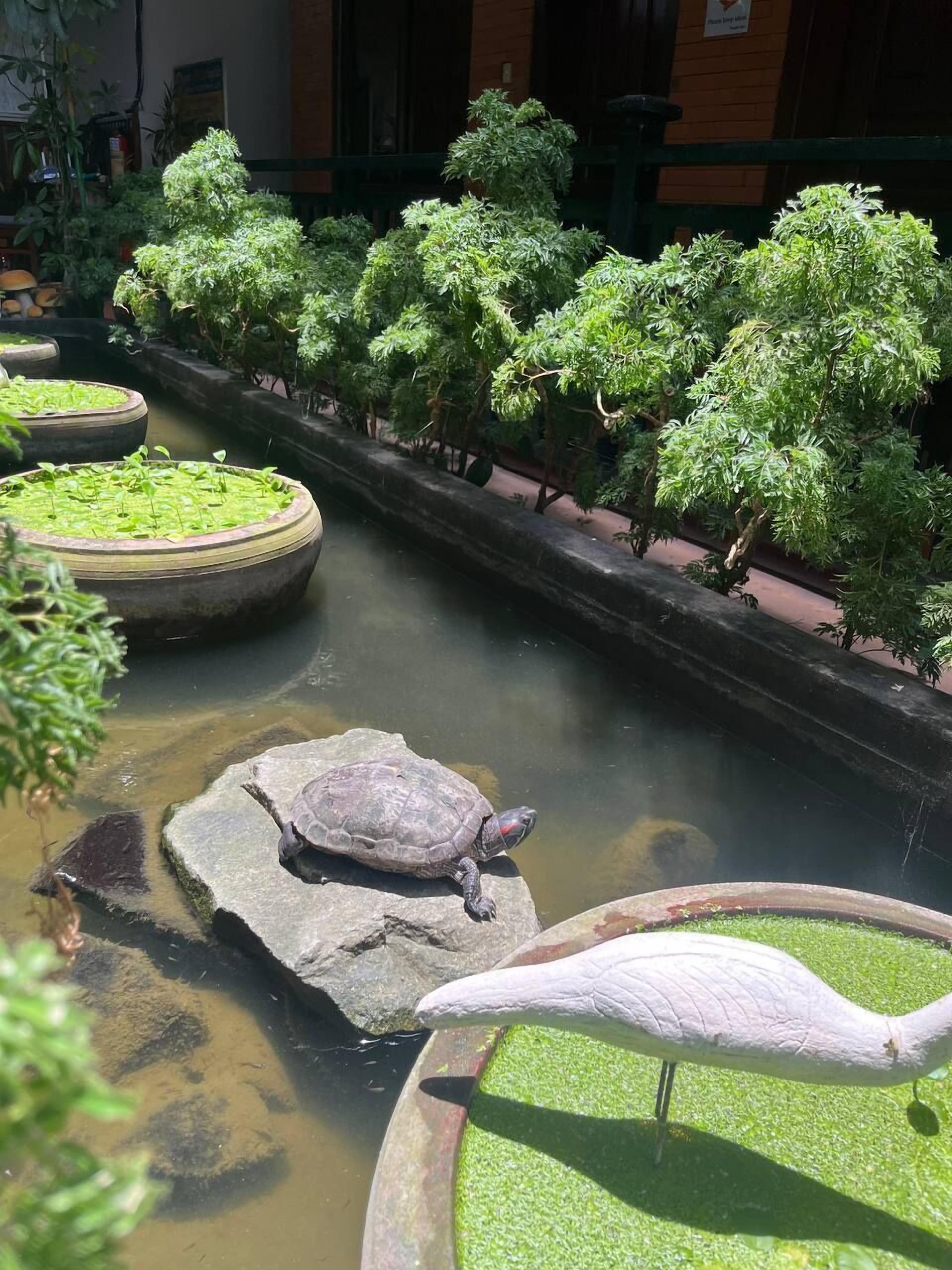 Foto - Jasmine Lodge Siem Reap