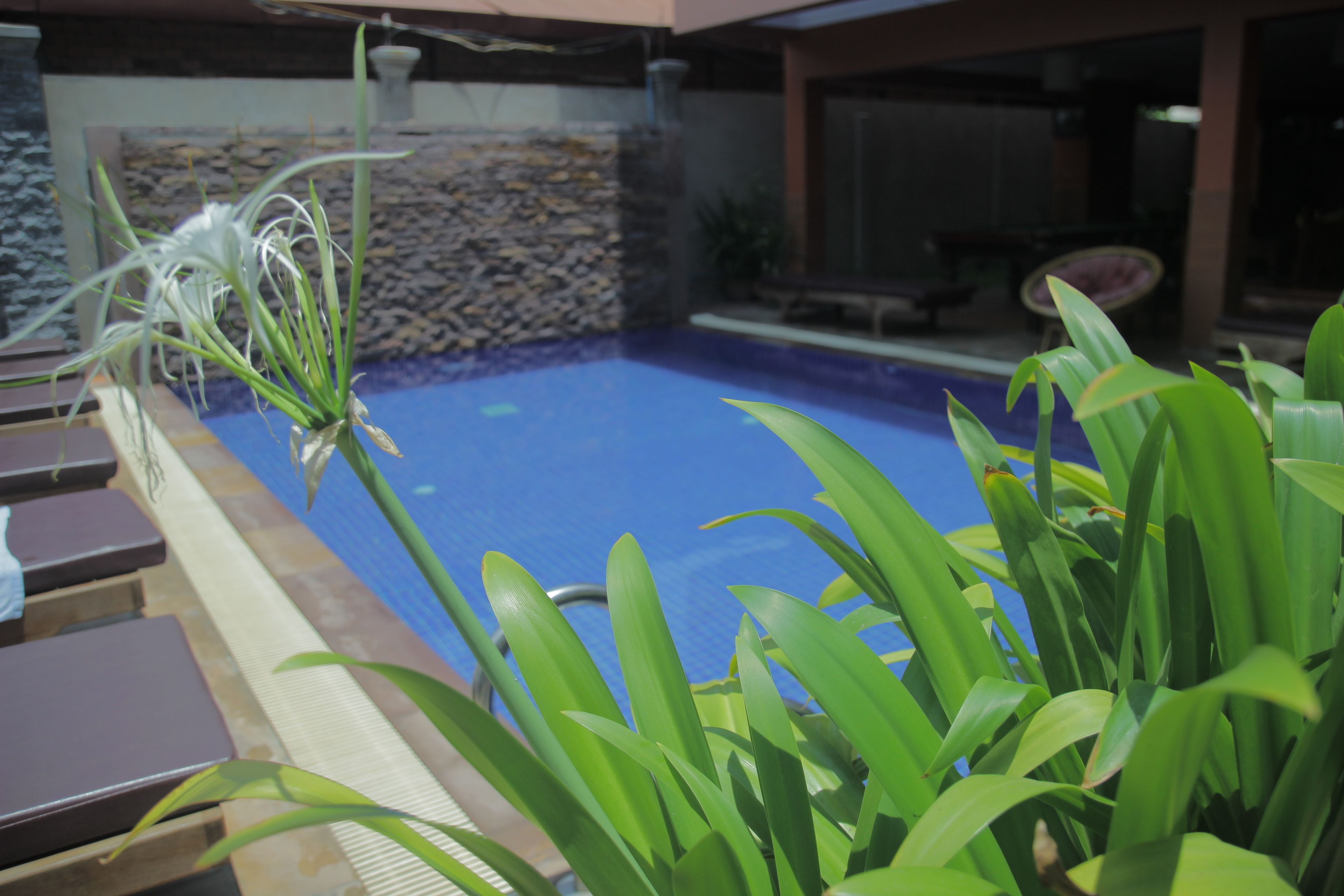 Foto - Jasmine Lodge Siem Reap