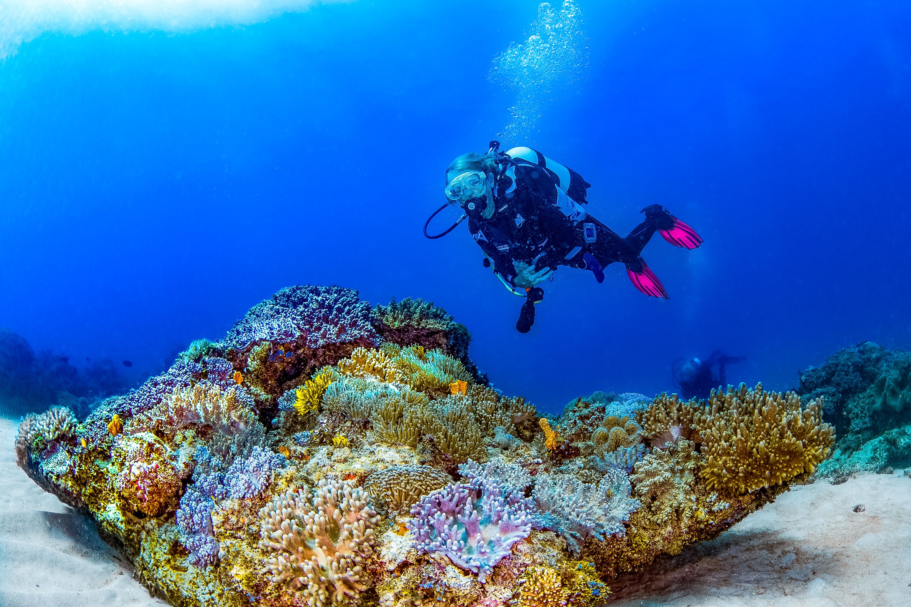 Un buceador con aletas rosas y un traje de neopreno negro nada cerca de un vibrante arrecife de coral.