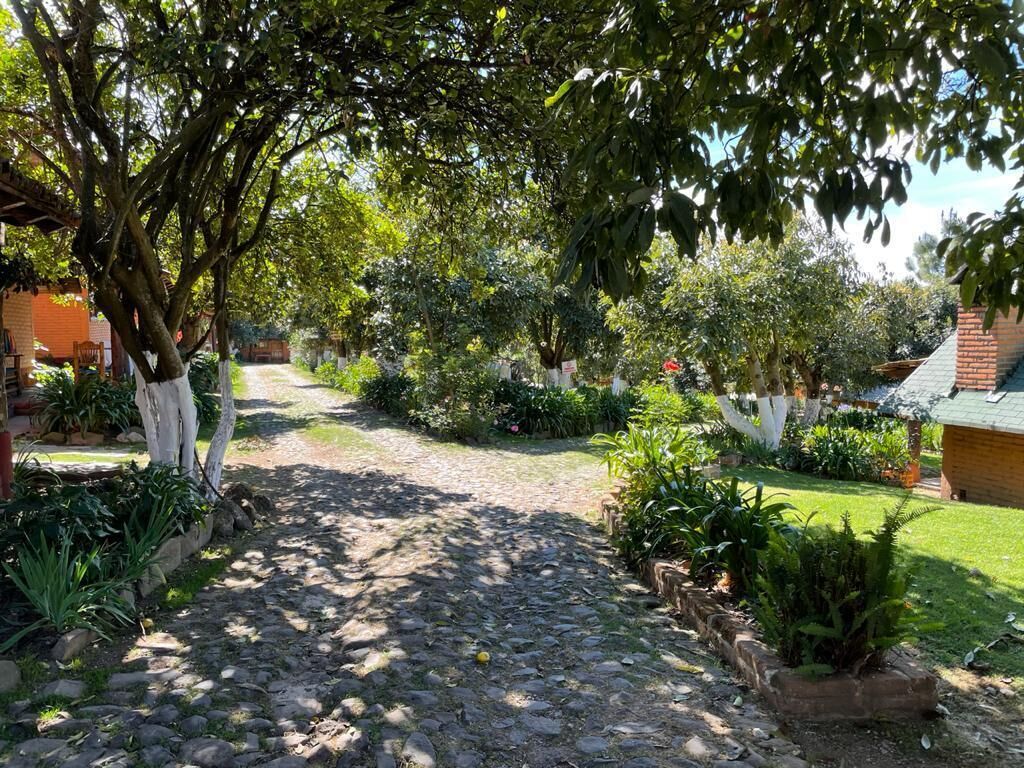 A cobblestone pathway in a garden with various plants and trees.
