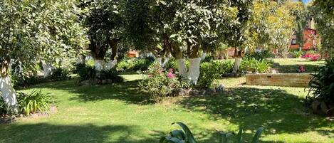 A well-maintained garden with various plants and trees, a stone pathway, and a brick wall in the background.