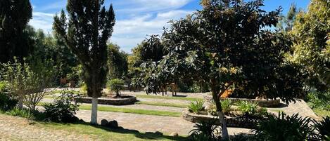 A garden with a variety of trees and plants, a stone pathway, and a clear blue sky.