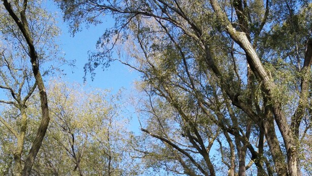 Une rue bordée d’arbres, avec des véhicules garés et un ciel dégagé.
