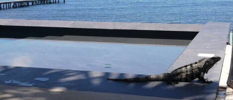 Piscine extérieure, chaises longues