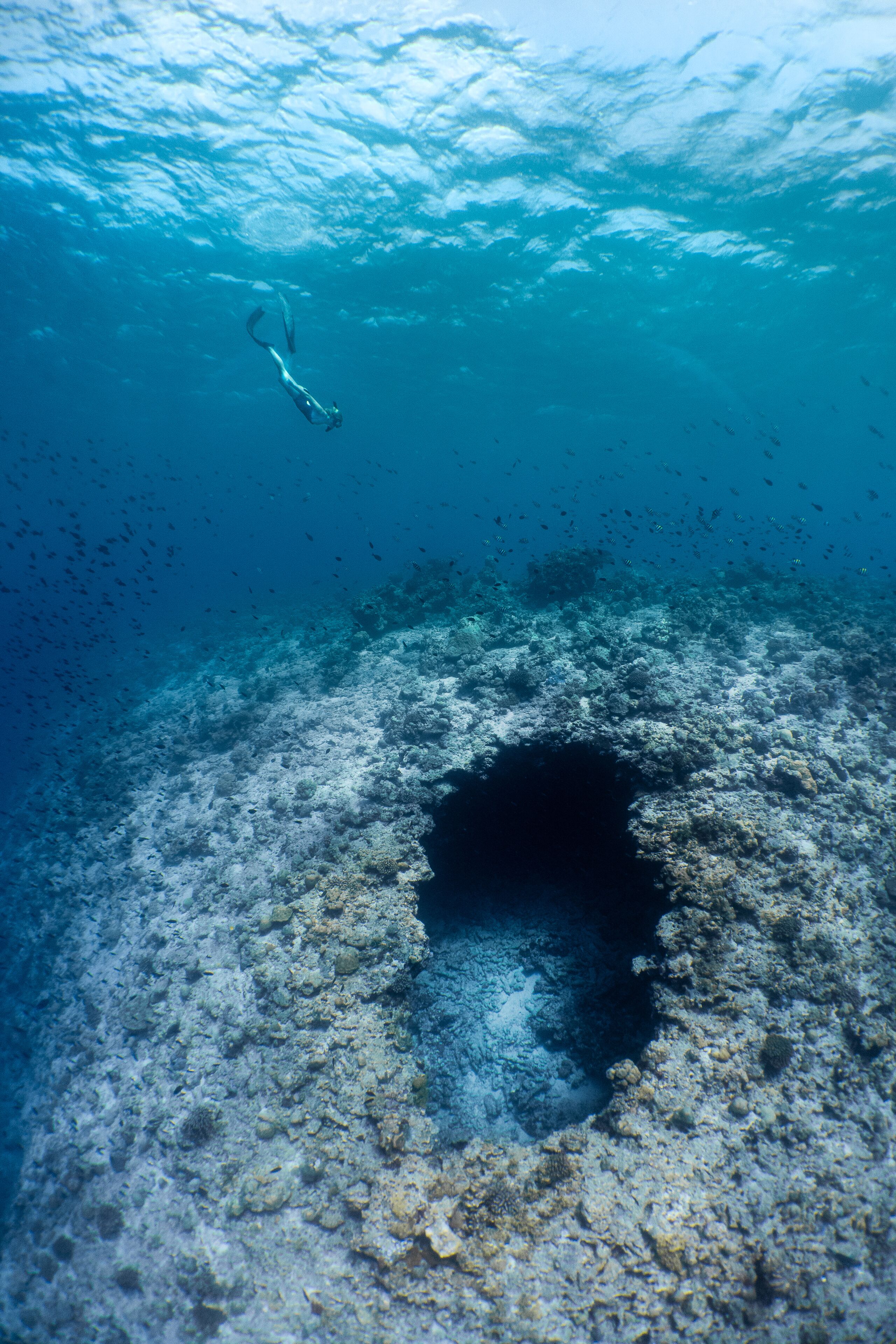 Escena submarina con un buceador y un arrecife de coral.