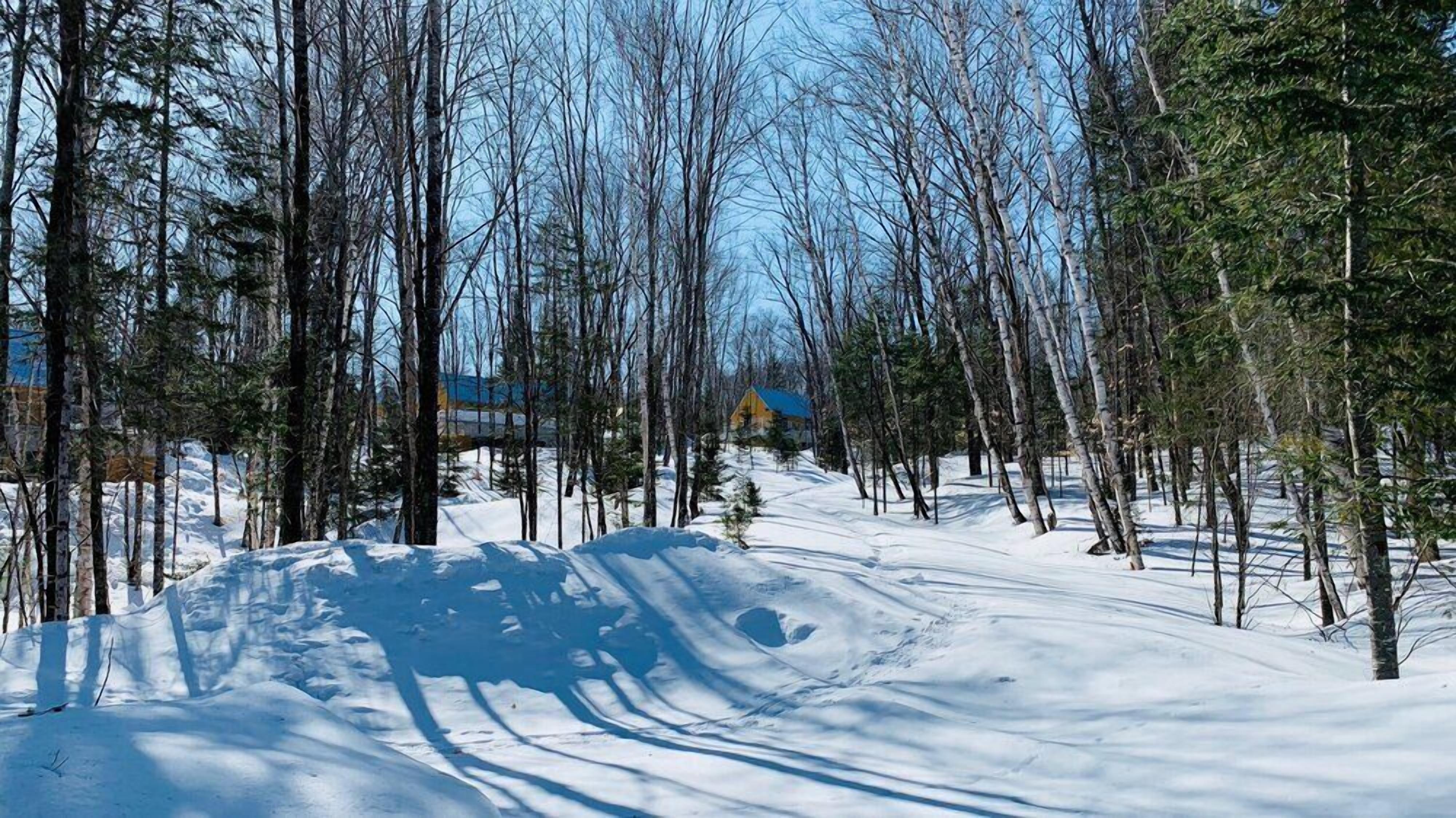 Une forêt enneigée avec un chalet en arrière-plan.
