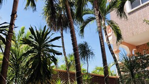 A courtyard with tall palm trees, a green wall, and a building with a patterned facade. - Francis Arlene - Adults Only (Isla Mujeres)