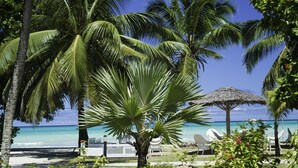 Une scène de plage avec des palmiers, un parasol en chaume et des chaises longues blanches.