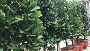 A row of potted plants with green foliage, arranged on a tiled surface. - Single Inn Taipei - Hostel (New Taipei City)