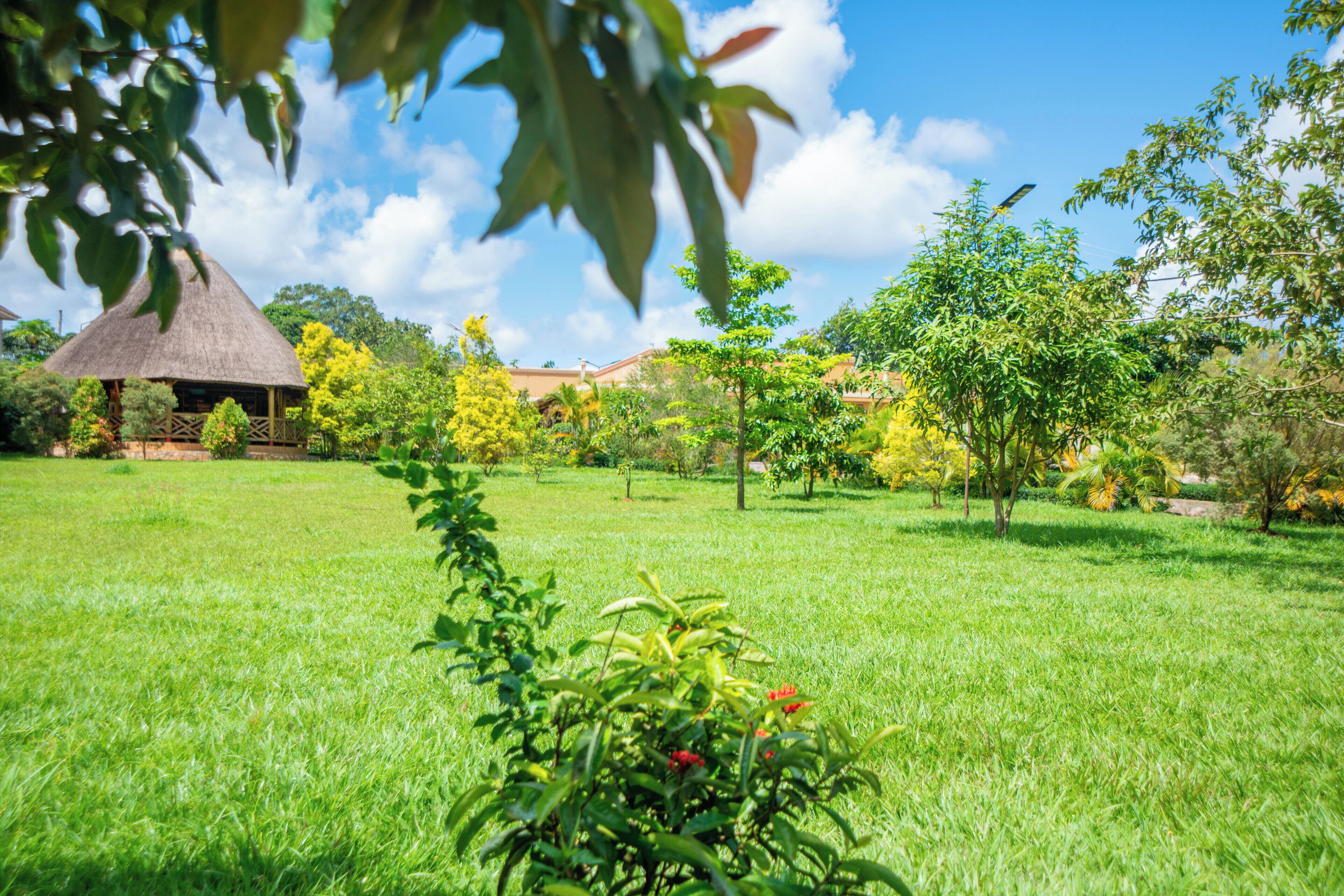 A grassy area with a thatched-roof structure, surrounded by trees and a clear sky.