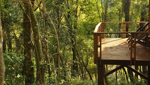 Una terraza de madera con barandilla, rodeada de un bosque denso.
