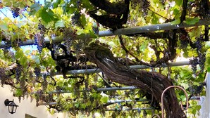 An outdoor seating area with wicker chairs and tables, surrounded by grapevines and a tree. - Hotel Rural Vilaflor (Vilaflor)