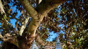 A tree with hanging lanterns, a hedge, and a building with steps in the background. - Agroturismo Fincahotel Es Llobets - Adults Only (Llucmajor)