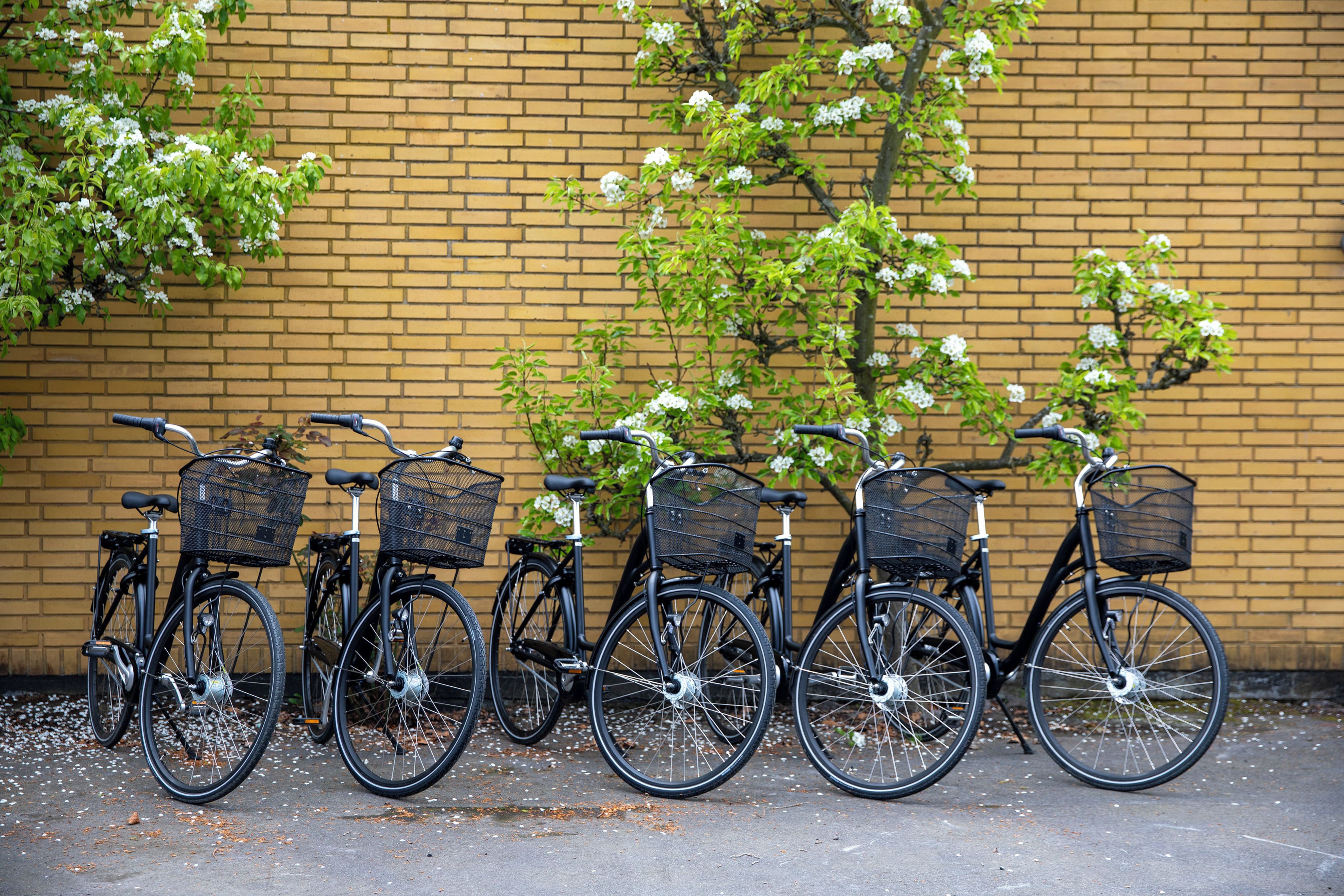 A row of bicycles parked against a brick wall with white flowers.