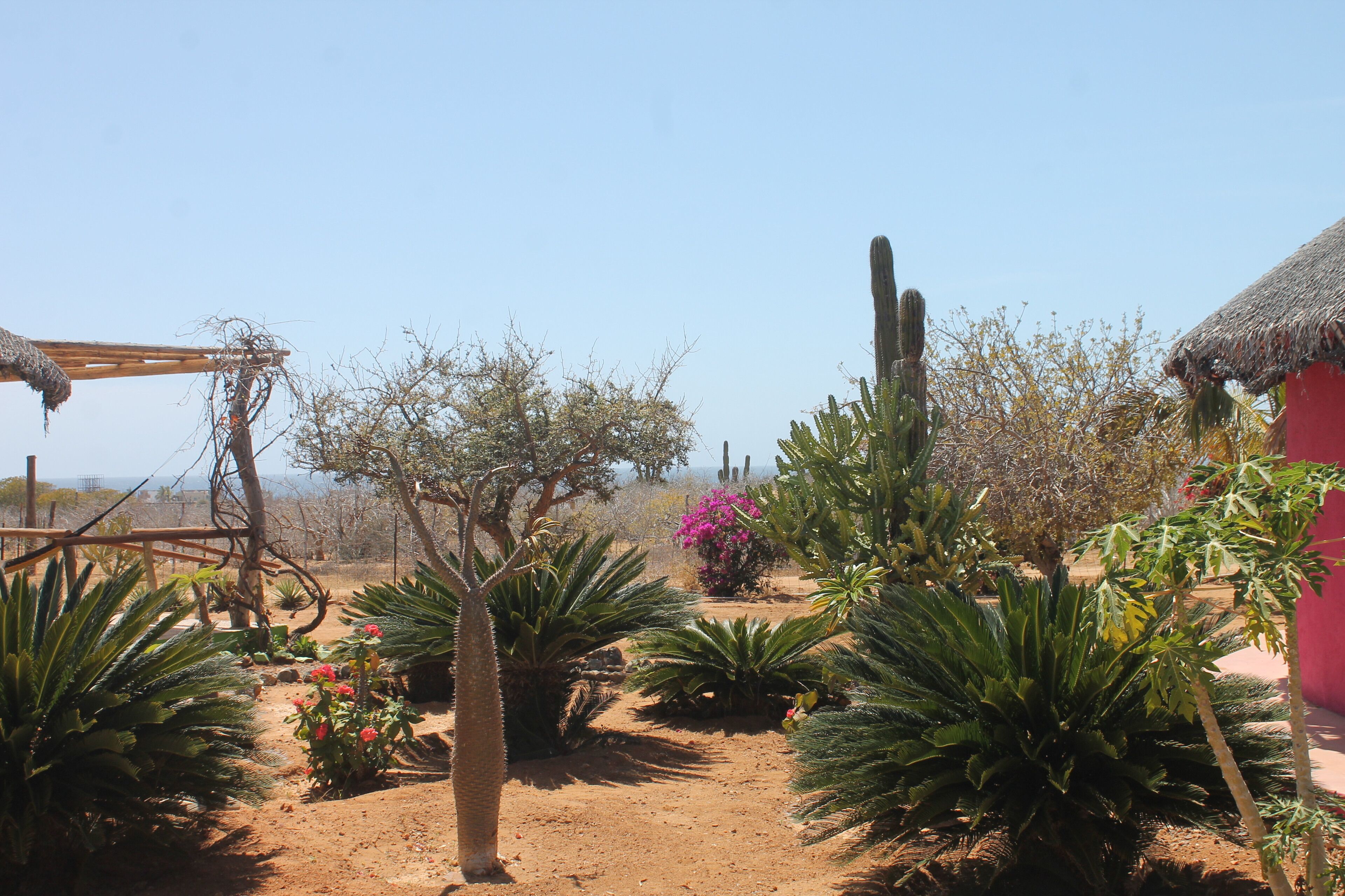 Un jardín desértico con cactus y plantas en flor, una pérgola de madera y una construcción con techo de paja.