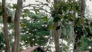 Un espacio tropical al aire libre con árboles altos y un edificio de techo rojo al fondo.