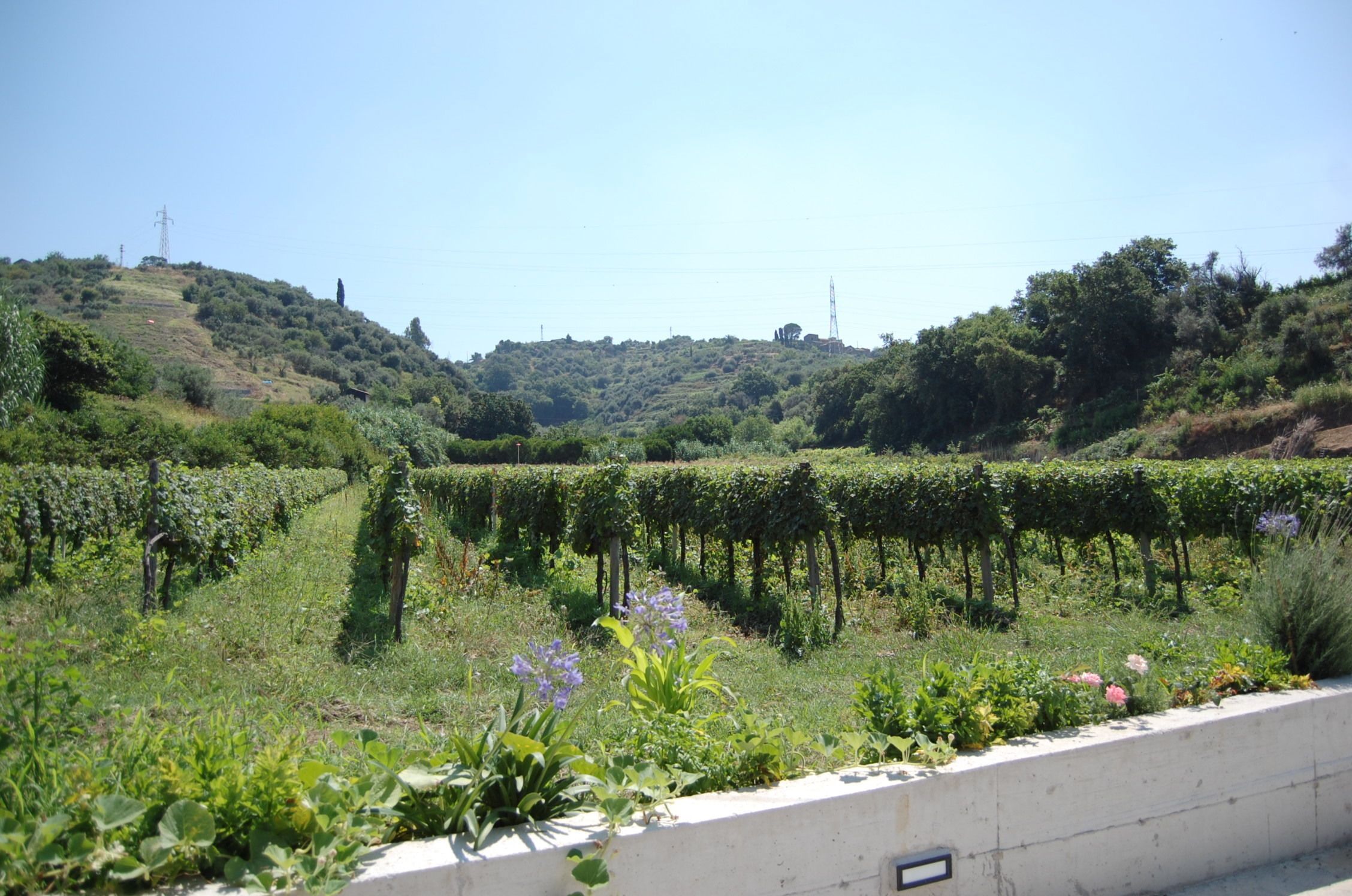 Vue sur les montagnes