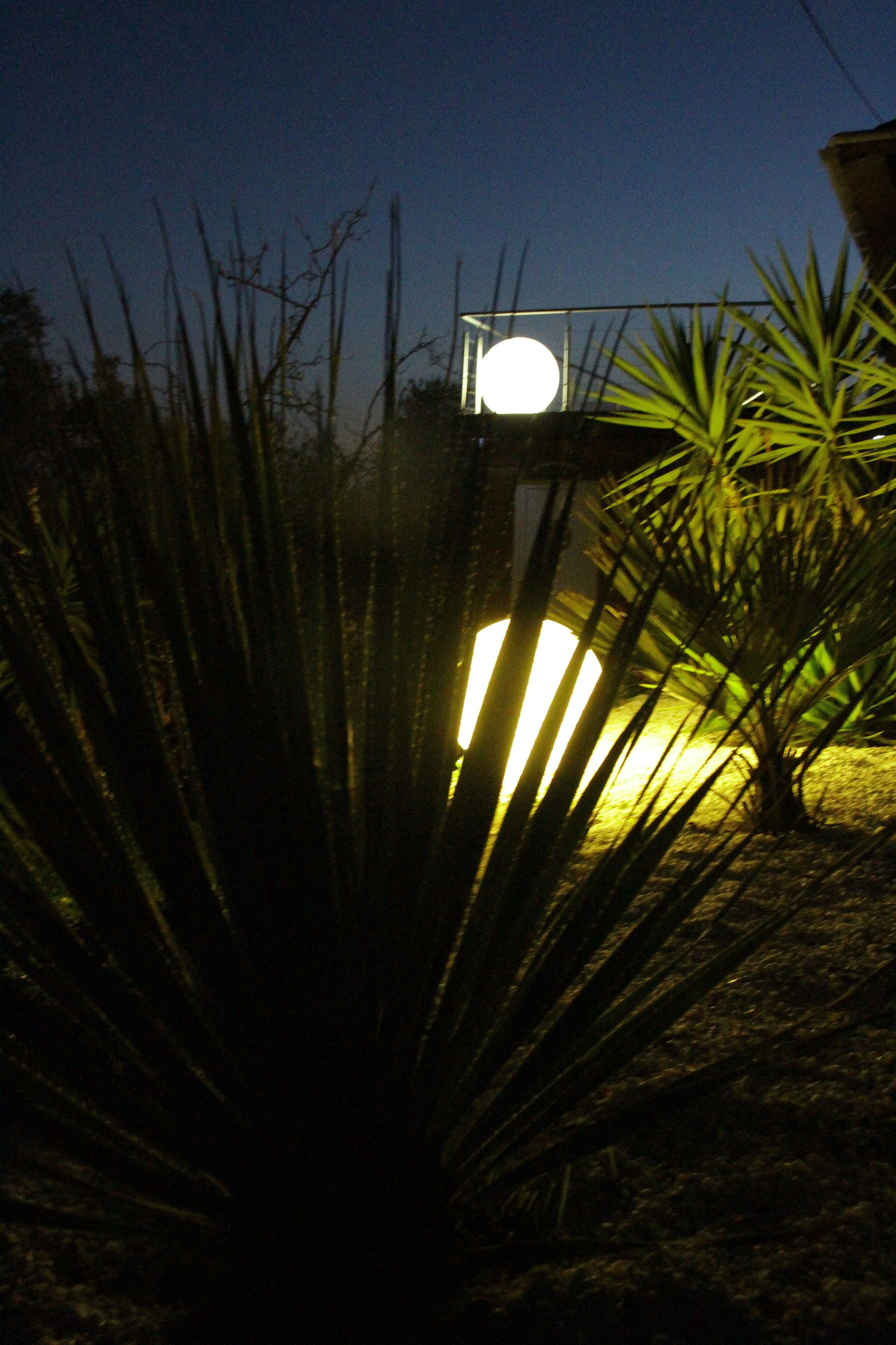 A night scene with a bright light source behind a plant, possibly a garden or outdoor area.