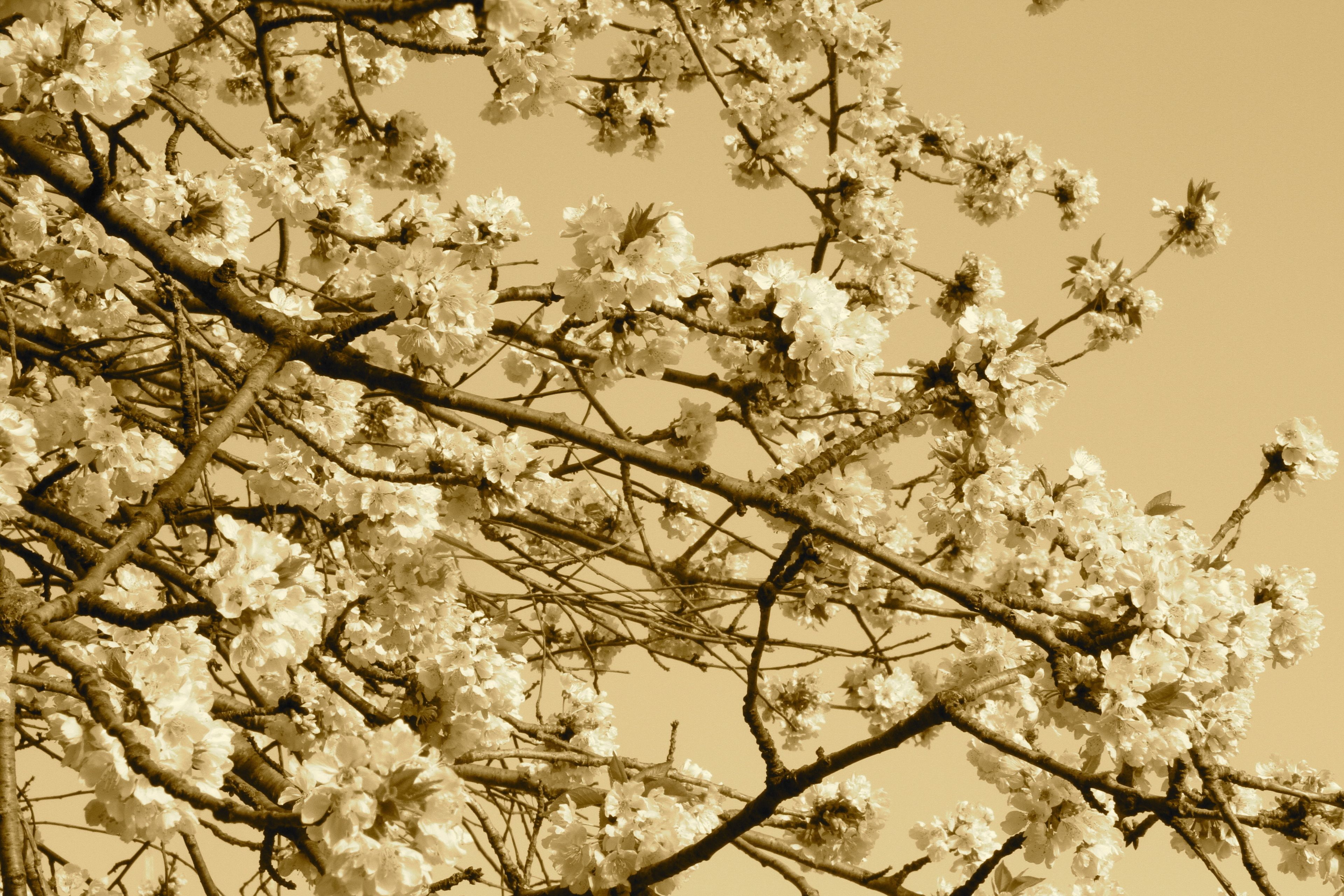 A tree with dense clusters of white flowers against a neutral background.