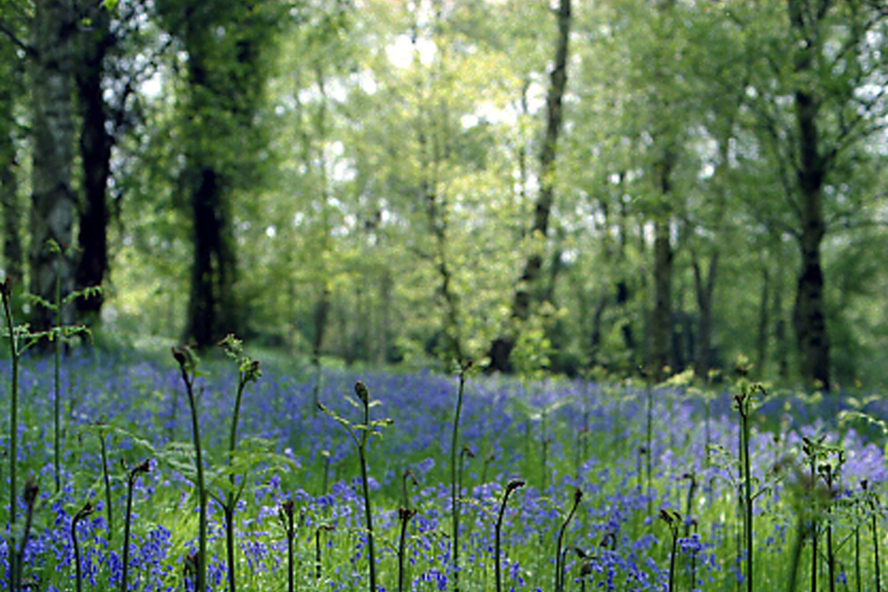 Een bos met hoge bomen en een veld met blauwe bloemen.