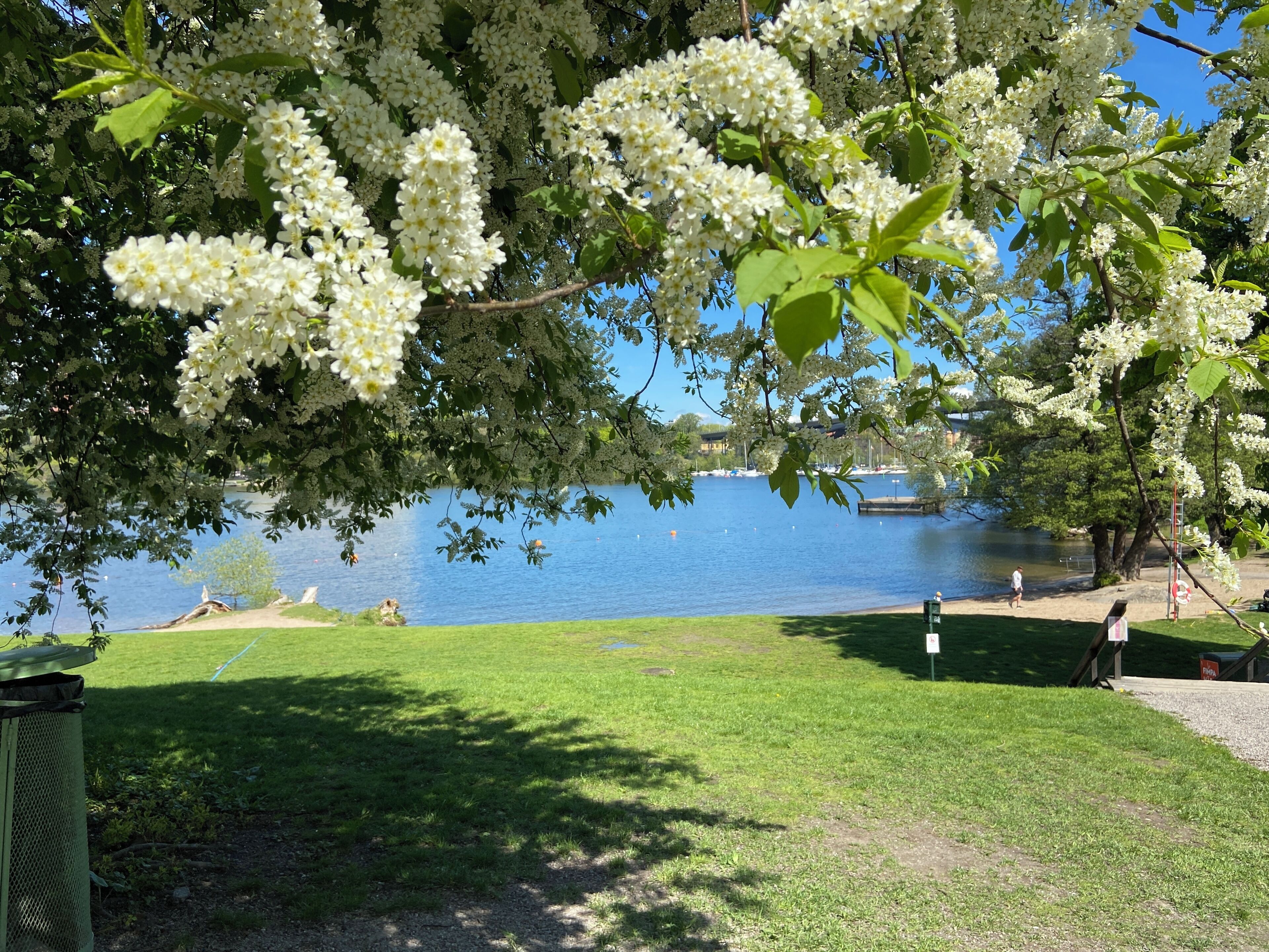 Un parque con un lago, árboles con flores blancas y una zona verde.