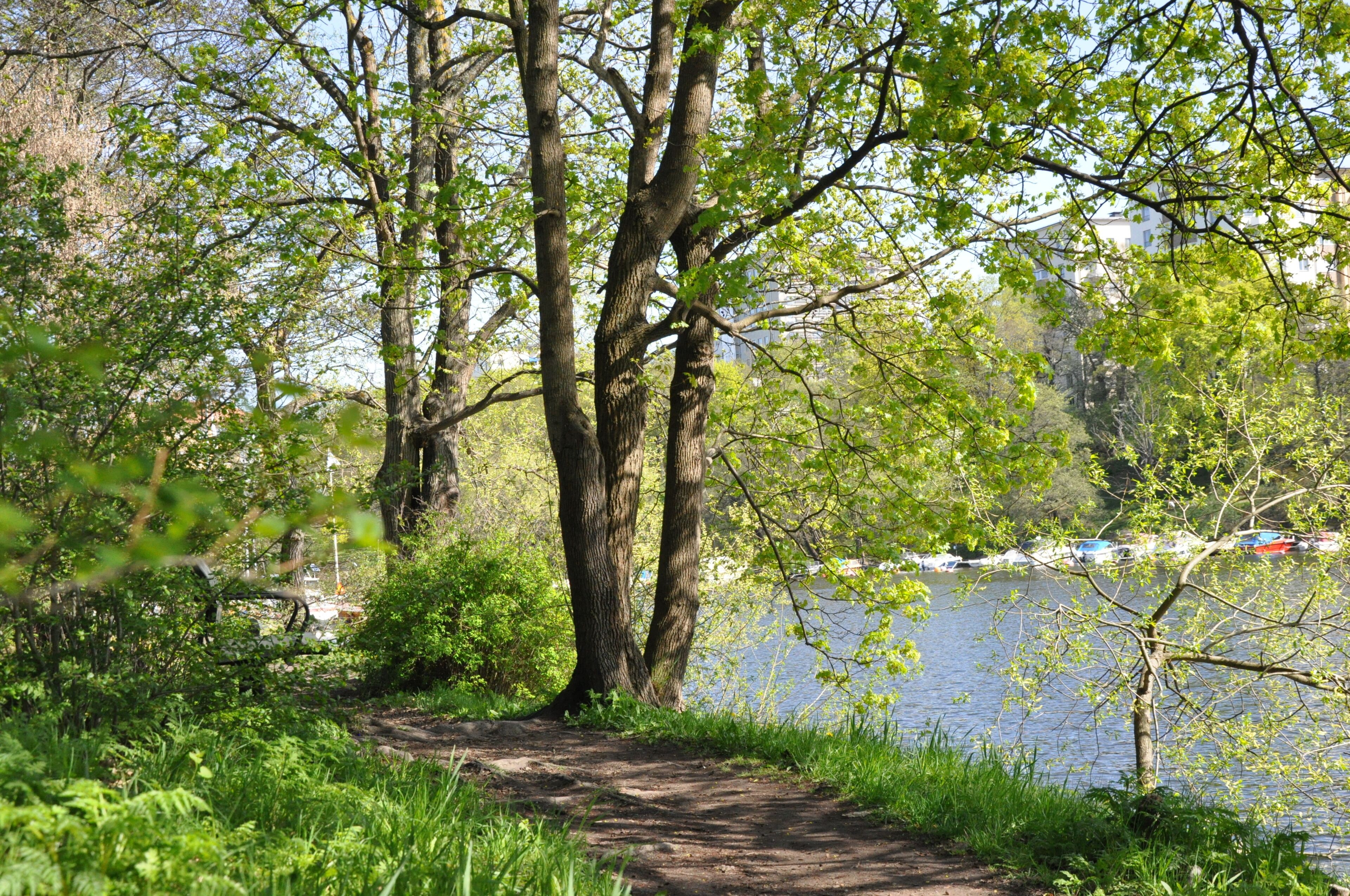A natural setting with a dirt path leading to a lake, surrounded by trees and greenery.