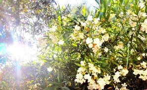 A dense cluster of white flowers with green foliage, sunlight filtering through. - TETRAKTYS estate (Corfu)