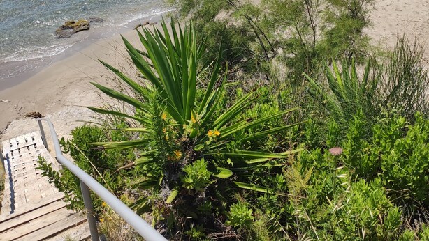 En strand med kristallklart blått vatten, en sandstrand och grönskande vegetation.