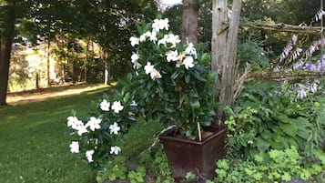 A garden with a potted plant with white flowers, surrounded by greenery and a wooden structure.