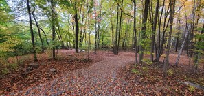 A forest path covered with fallen leaves.