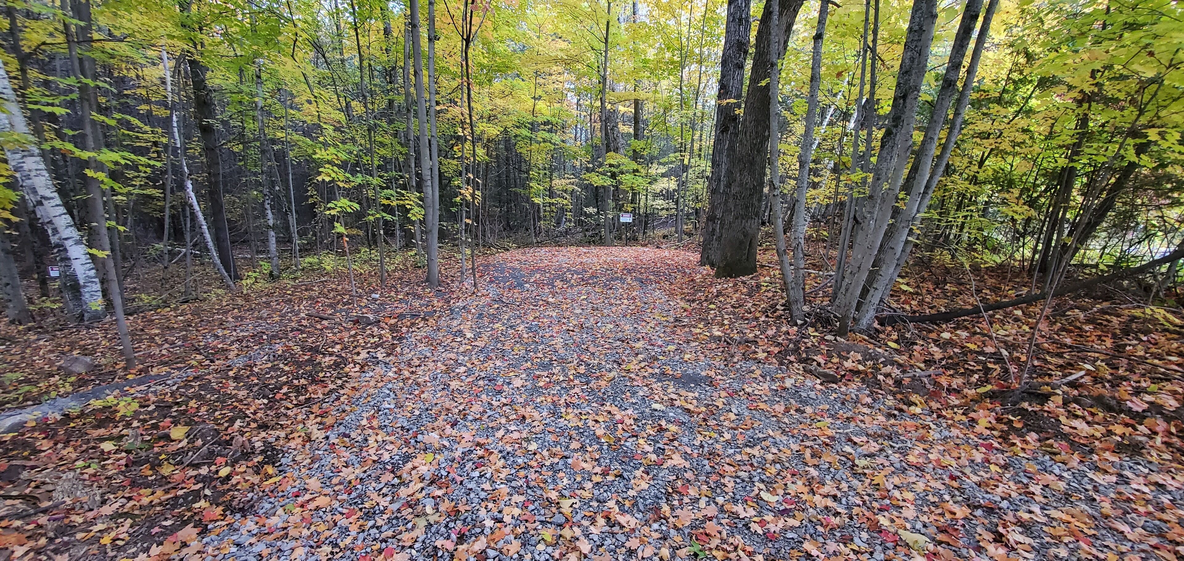 A forest path covered with fallen leaves and surrounded by trees.