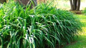 Una planta verde exuberante con hojas largas y delgadas en un jardín.