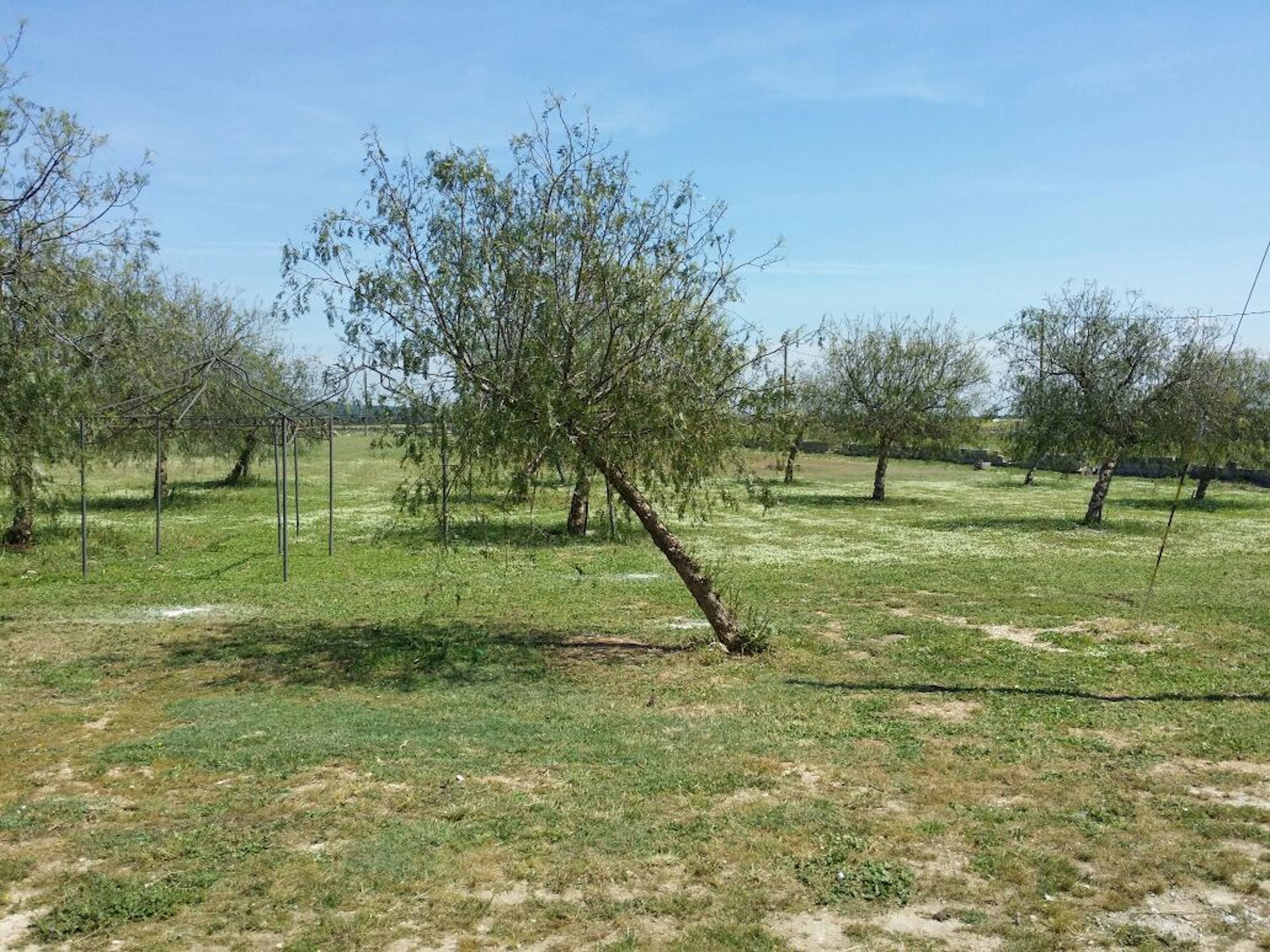 An orchard with trees and a fence.