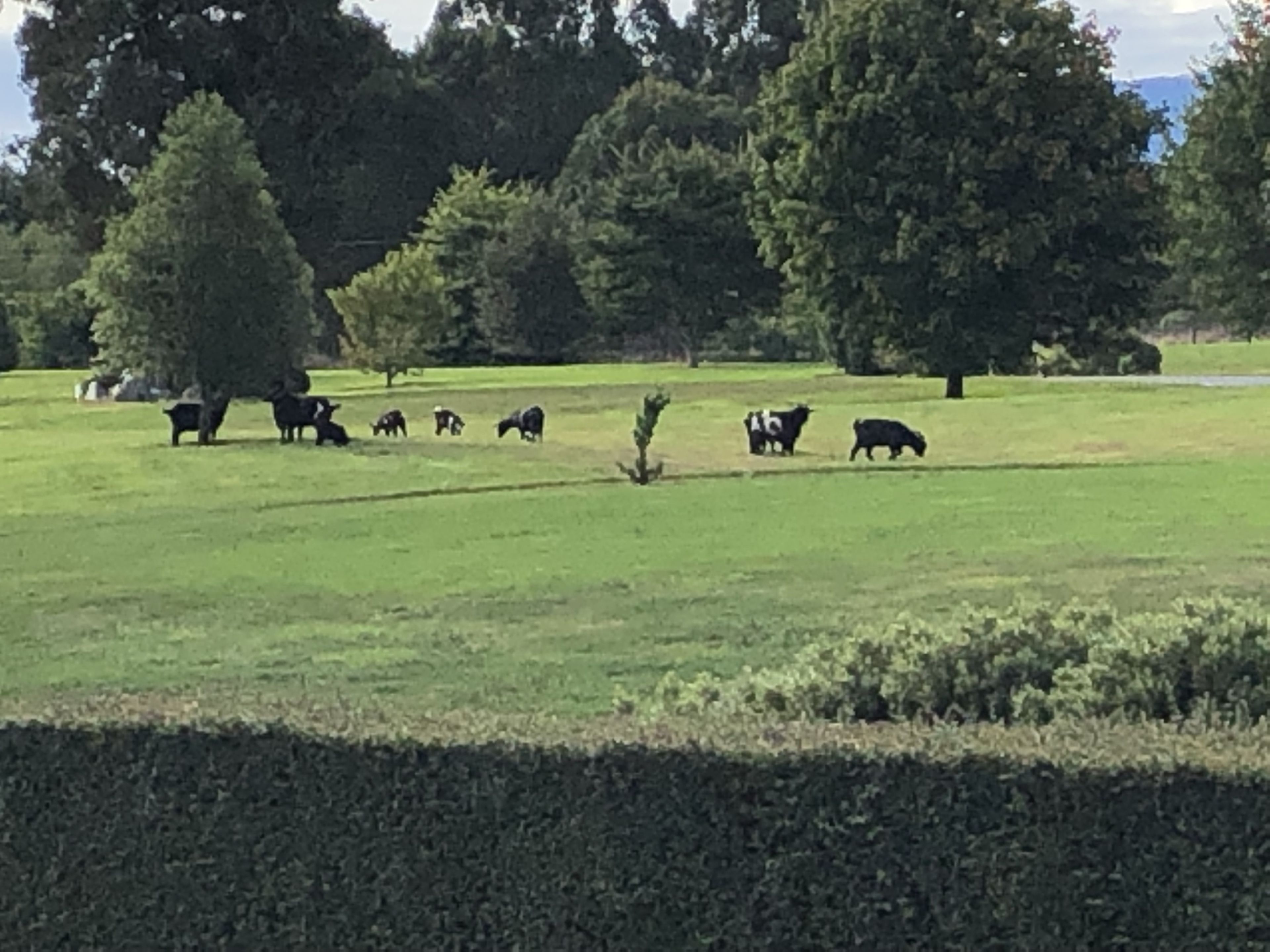 A grassy field with several cows grazing, surrounded by trees and a hedge.