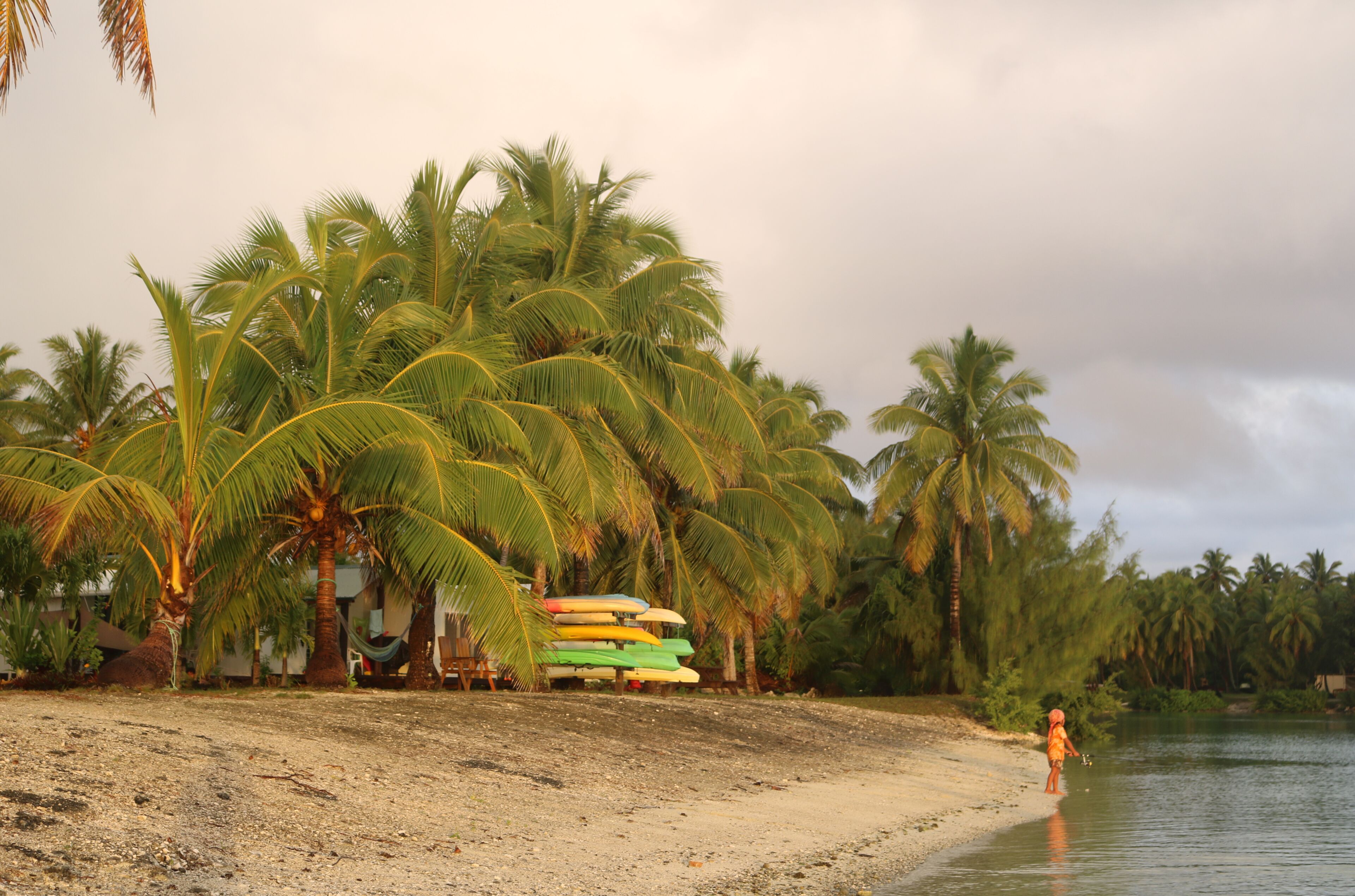 Una playa con palmeras y una hilera de kayaks de colores.